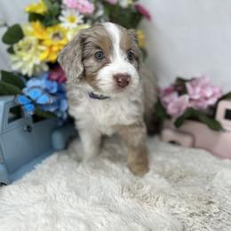 Aussiedoodle, Bernedoodle, and Goldendoodle Puppies from Little Golden Farm