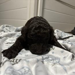 Eloise - Brown female Poodle puppy in Picayune, Mississippi from JEN's Poodles