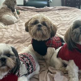 Shih Tzus from Svitlana Geist