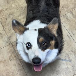 American Corgis and Pembroke Welsh Corgis from Flying Note Shorties