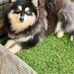 Toby - Pomsky