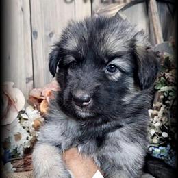 Moxie - Black and tan female German Shepherd puppy in Sequim, Washington from German Shepherd Haus
