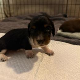 Boy 1 - Black and tan male Dachshund puppy in Paisley, Florida from Pantheon Dachshunds