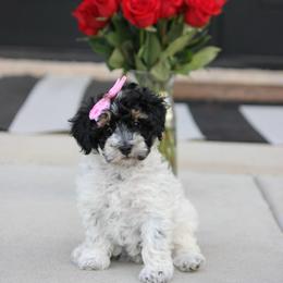 Lorelei - Tri-color female Bernedoodle puppy in Longview, Texas from Furry Tail Doodles