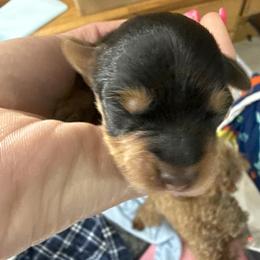 Fynlee - Black and tan female Yorkipoo puppy in Florence, Kentucky from 4paws4ever by Design