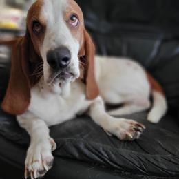 Pappy - Basset Hound