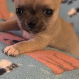 Ari - Fawn female Chihuahua puppy in Beaumont, Texas from Anastasia’s Tiny Pupps
