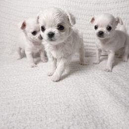 Chihuahua Puppies from Little angels