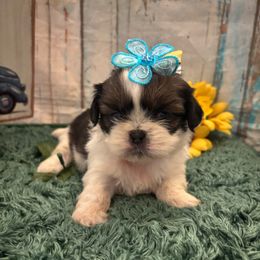 Pumpkin - Black gold and white female Shih Tzu puppy in Claremont, California from Lovable Shih Tzus