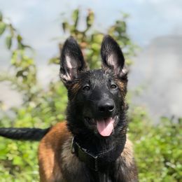 Belgian Malinois Puppies from Fromage Malinois