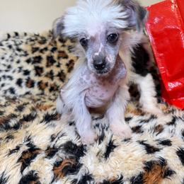 Boy 2 - Black and white male Chinese Crested puppy in Capac, Michigan from Puddles Palace Puppies