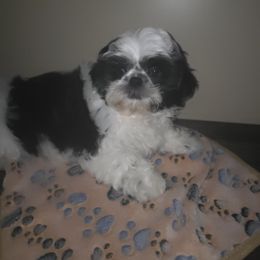 Boy 4 - Black and white male Shih Tzu puppy in Buxton, Maine from Shih Tzu Junction