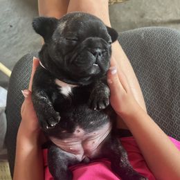 French Bulldog puppies from Summit View Frenchies
