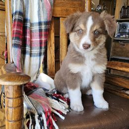 Cedar - Red tri-color male Australian Shepherd puppy in Powell, Wyoming from Waterworth Australian Shepherds