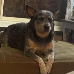 Australian Cattle Dogs from Ward Smokey Mountain Kennels