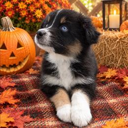Loretta (purple collar) - Black tri-color female Australian Shepherd puppy in Okeechobee, Florida from Rothsolid Aussies