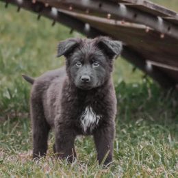 German Shepherd Puppies from Ryndal Working Dogs