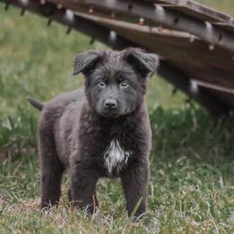 German Shepherd Puppies from Ryndal Working Dogs