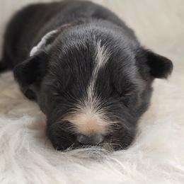 Border Collie Puppies from Borderline Kennels