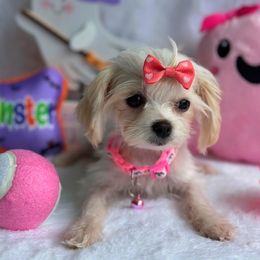Teacup Lily - Cream female Maltipoo puppy in Palm Coast, Florida from Fiesta Pups