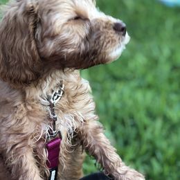 Australian Labradoodle Puppies from Magnolia Breeze Labradoodles