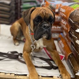 Merle - Boxer