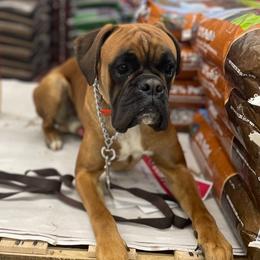 Merle - Boxer