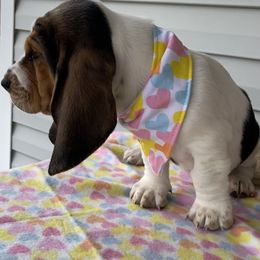 Basset Hound Puppies from Blessed Bassets