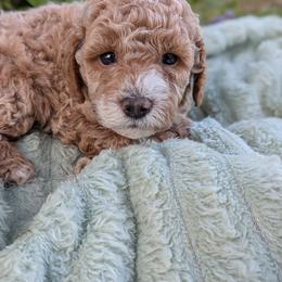 Flynn - Apricot male Poodle puppy in East Earl, Pennsylvania from Puppy Adventures LLC