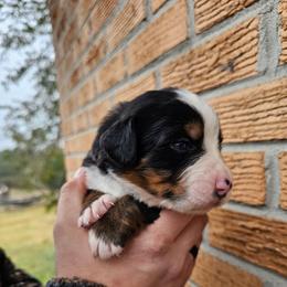 Beau - Black rust and white male Bernese Mountain Dog puppy in Inman, South Carolina from Shadow Acres