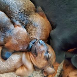 Peaches - Red female Dachshund puppy in Tucson, Arizona from Luna May's daschunds