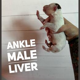 Ankle - White and liver brown male Dalmatian puppy in Stanchfield, Minnesota from Darling Dalmatians