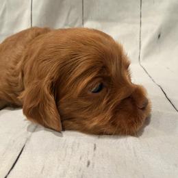 Preston green collar - Red and white male Cockapoo puppy in Atco, New Jersey from Flannery’s lucky puppies 🍀