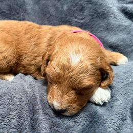 Princess, Pink Collar - Parti female Goldendoodle puppy in Valley Center, Kansas from The Goldendoodle Gal