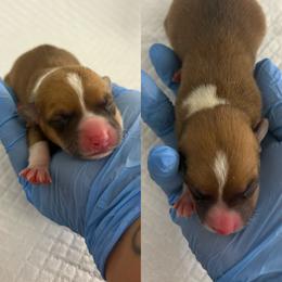 Savannah (AKC) - Red female Pembroke Welsh Corgi puppy in Loma Linda, California from Osorio’s Corgis