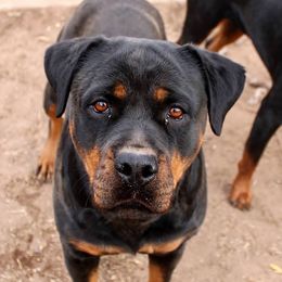 Moonshine - Rottweiler
