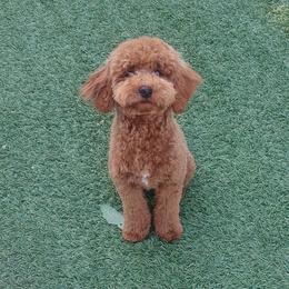 Ruby - Poodle
