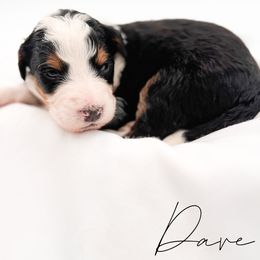 Dave - Tri-color male Bernedoodle puppy in Tipton, Indiana from Country Creek Doodles