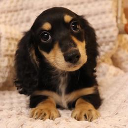 Millie - Black and tan female Dachshund puppy in Nolensville, Tennessee from Boothe’s Dachshunds