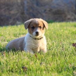Girl 4 - Sable female Pembroke Welsh Corgi puppy in Ocala, Florida from Dolan Farms Corgis