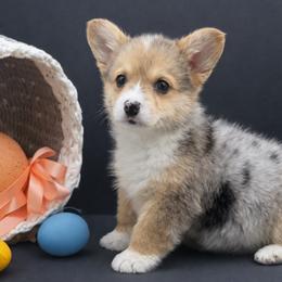 Liberty - Blue merle and white male American Corgi puppy in Missouri from Country Legends Aussies & Corgis