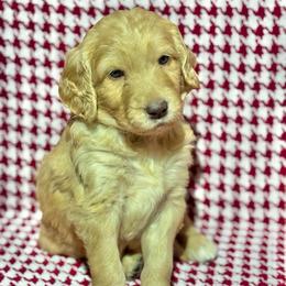 Werthers - Red  male Goldendoodle puppy in Tybee Island, Georgia from Castaway Doodles
