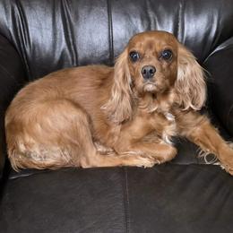 Zoe - Cavalier King Charles Spaniel