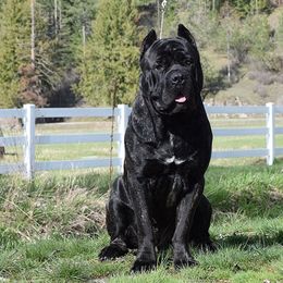 Sarge - Cane Corso