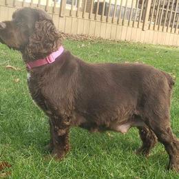 Odette - Cockapoo