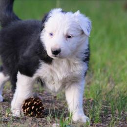Iggy - Black and white male Border Collie puppy in Custer, South Dakota from Pinpoint Border Collies