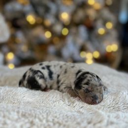 Miniature Australian Shepherd Puppies from Quartz Creek Aussies