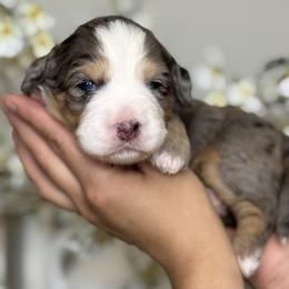 Sienna - pink collar - Tri-color female Bernedoodle puppy in Yuciapa, California from AlltheDoodlez_