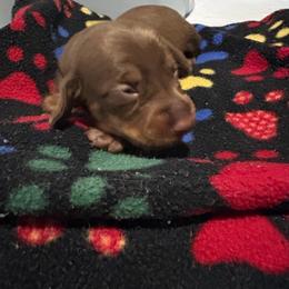 Girl 2 - Chocolate and tan female Dachshund puppy in Flint, Michigan from Matthews Dachshunds
