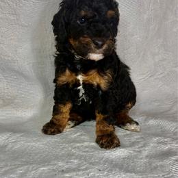 Mona - Phantom female Poodle puppy in Aubrey, Texas from Four Willows Farm